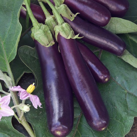 Picture of Hansel Eggplant Plant