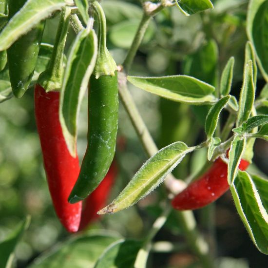 Picture of Serrano Hot Pepper Plant