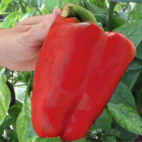 Picture of Colossal Sweet Pepper Plant