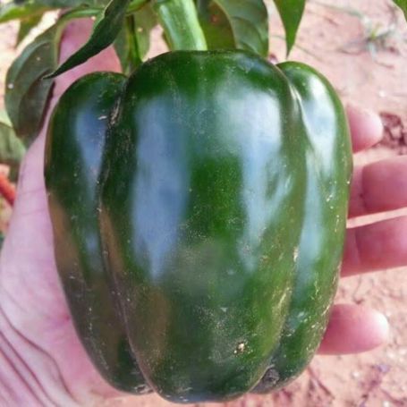 Picture of King Arthur Sweet Pepper Plant
