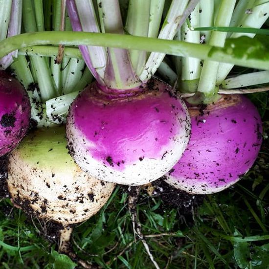 Picture of Purple Top White Globe Turnip