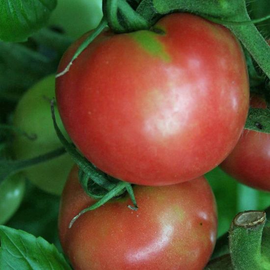 Picture of Arkansas Traveler Tomato Plant