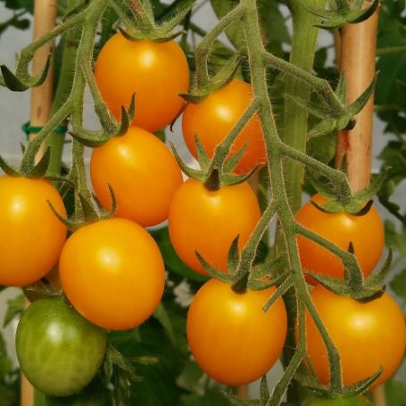 Picture of Golden Nugget Tomato Plant