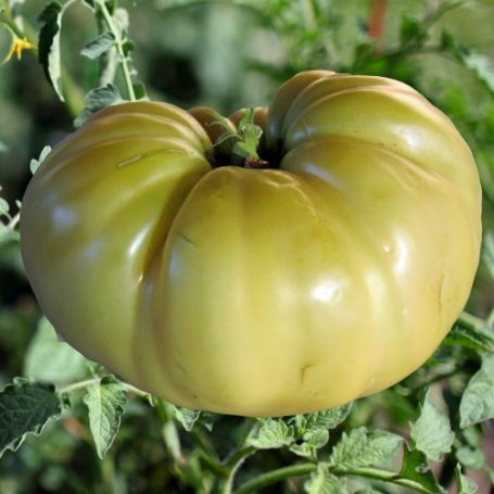 Picture of Great White Tomato Plant