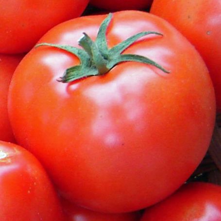 Picture of Mountain Fresh Plus Tomato Plant
