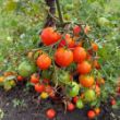 Picture of Sweet Million Tomato Plant