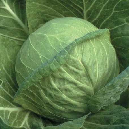 Picture of Fast Vantage Cabbage Plant