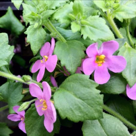 Picture of Scopia® Great Pink Shade Bacopa Plant