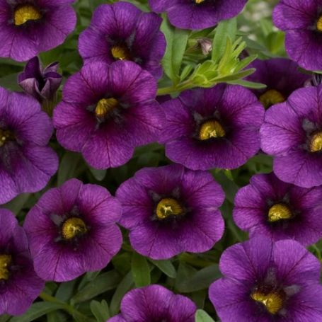 Picture of Noa® Ultra Purple Calibrachoa Plant