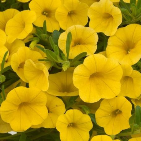 Picture of Noa® Yellow Calibrachoa Plant