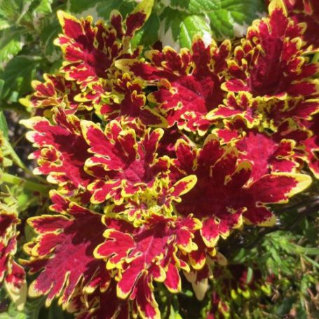 Picture of Curly Hot Pink and Green Coleus Plant