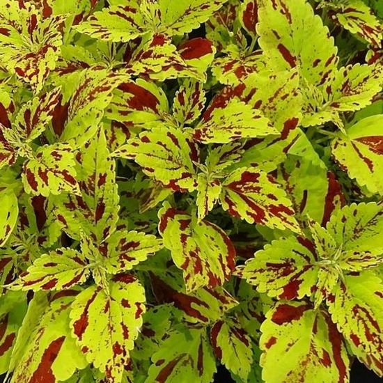 Picture of Curly Speckled Coleus Plant