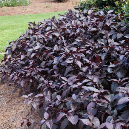 Picture of Purple Knight Alternanthera Plant