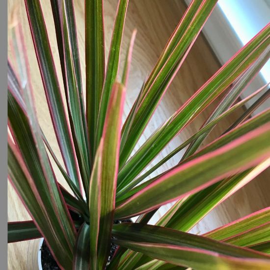 Picture of Tricolor Spikes Dracaena Plant