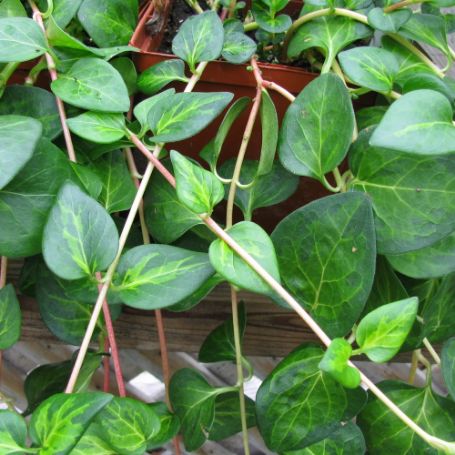 Picture of Maculata Vinca Vine Plant