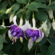 Picture of Deep Purple Fuchsia Plant
