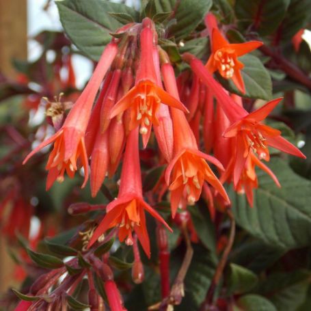 Picture of Gartenmeister Fuchsia Plant