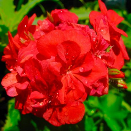 Picture of Happy Thought Red Geranium Plant