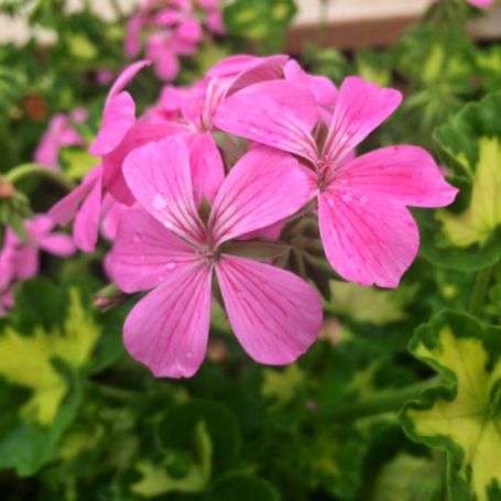 Picture of Happy Thought Pink Geranium Plant