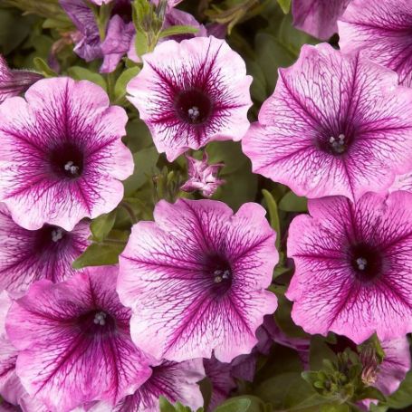 Picture of Cascadias™ Pink Spark Petunia Plant