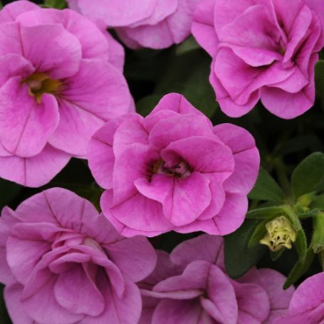 Picture of MiniFamous® Neo Double Pink Calibrachoa Plant
