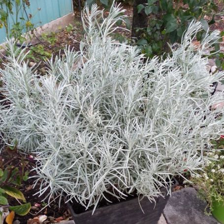 Picture of Icicles Helichrysum Plant
