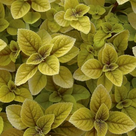 Picture of Golden Plectranthus Plant