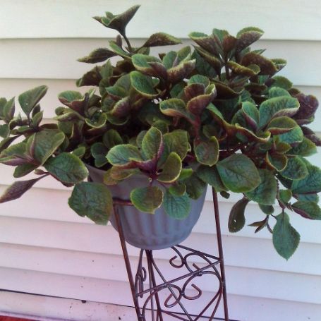 Picture of Purple Plectranthus Plant