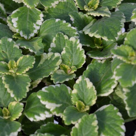 Picture of Variegated Plectranthus Plant