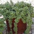 Picture of Variegated Plectranthus Plant