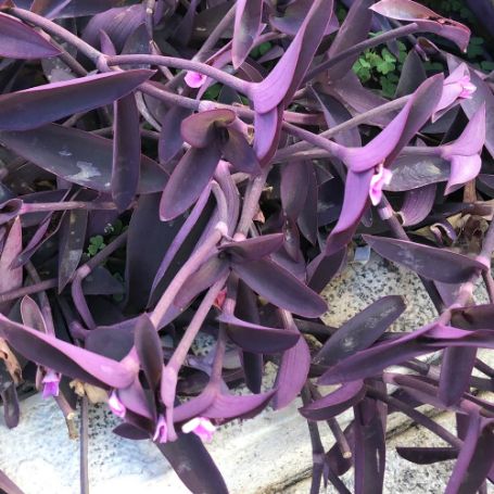 Picture of Purple Heart Setcreasea Plant