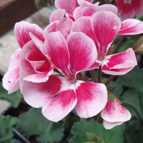 Picture of Candy Idols™ Fantasy Kiss Geranium Plant