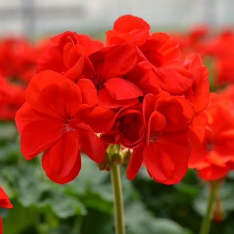 Picture of Patriot™ Bright Red Geranium Plant