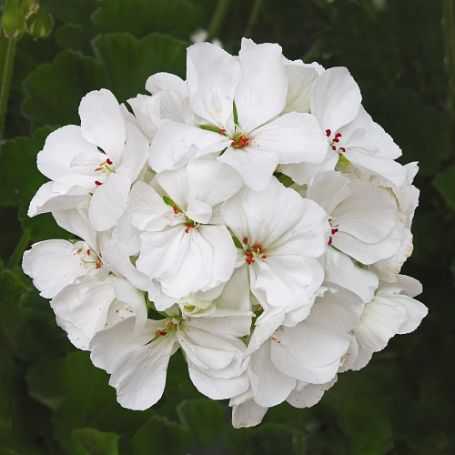 Picture of Patriot™ White Geranium Plant