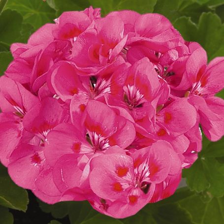 Picture of Maestro Idols™ Pink Parfait Geranium Plant