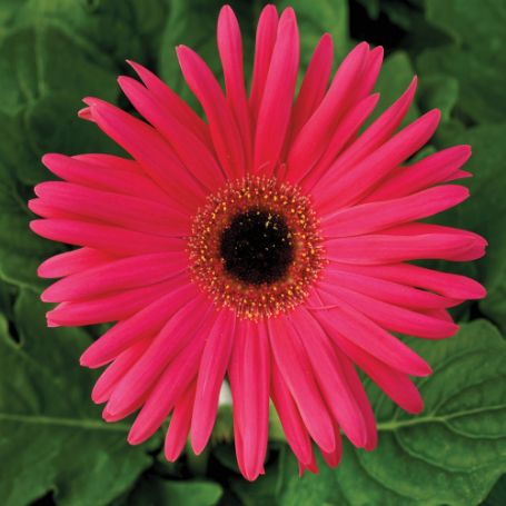 Picture of Festival Neon Rose with Eye Gerbera Plant