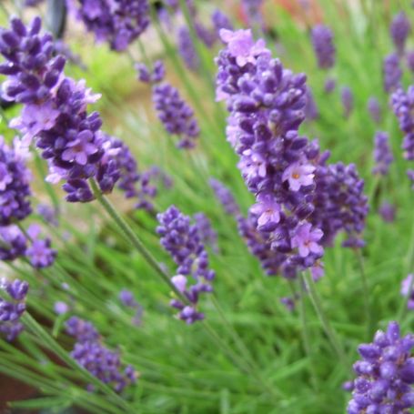 Picture of English Lavender Herb Plant