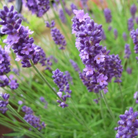 Picture of English Lavender Herb Plant