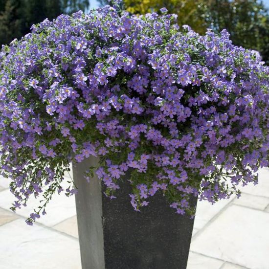 Picture of Blutopia® Blue Bacopa Plant