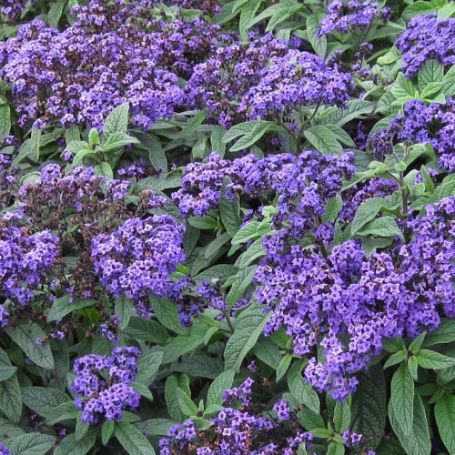 Picture of Marino™ Blue Heliotrope Plant