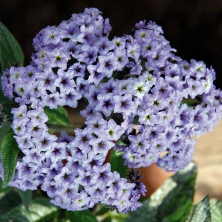 Picture of Silver Blue Marino Heliotrope Plant