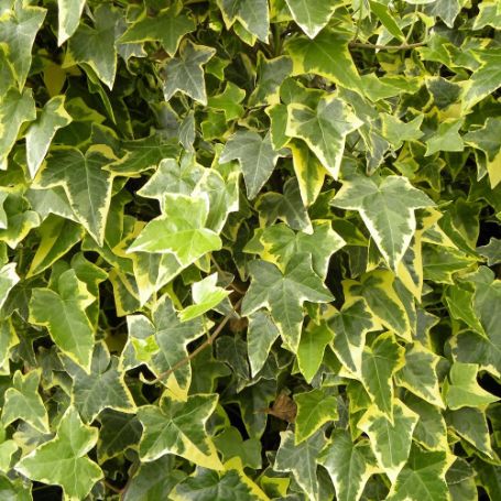 Picture of Gold Child Hedera Plant