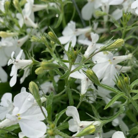 Picture of Anabel™ White Lobelia Plant