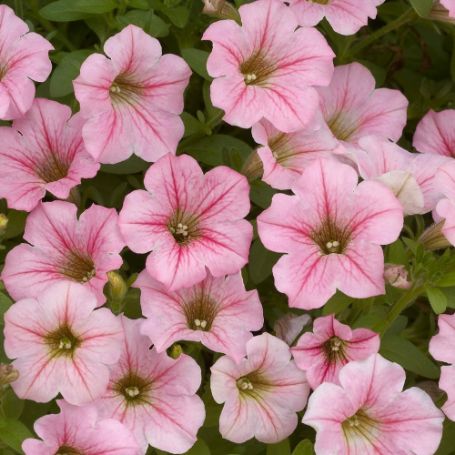 Picture of Littletunia™ Pink Petunia Plant