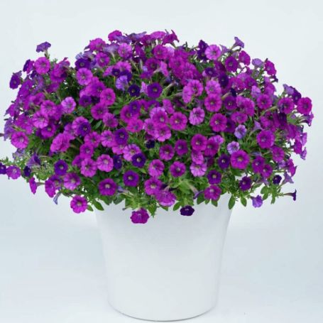 Picture of Littletunia™ Violet Petunia Plant