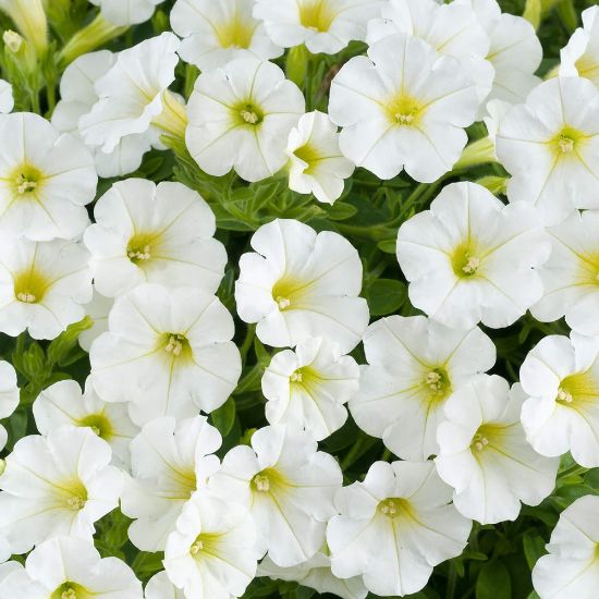 Picture of Littletunia™ White Petunia Plant