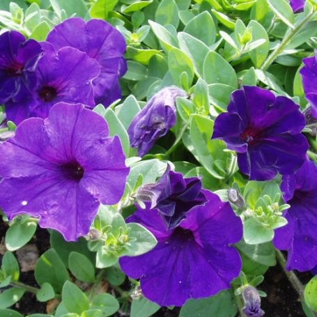 Picture of Easy Wave® Blue Petunia Plant
