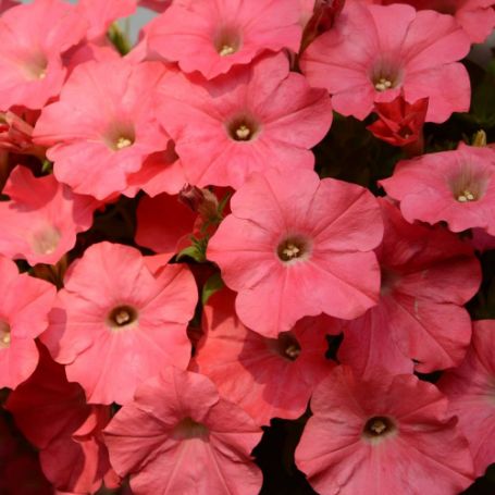 Picture of Easy Wave® Coral Reef Petunia Plant