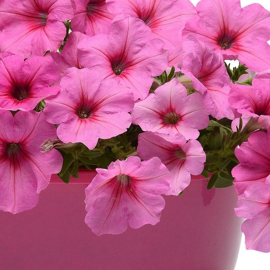 Picture of Easy Wave® Pink Petunia Plant