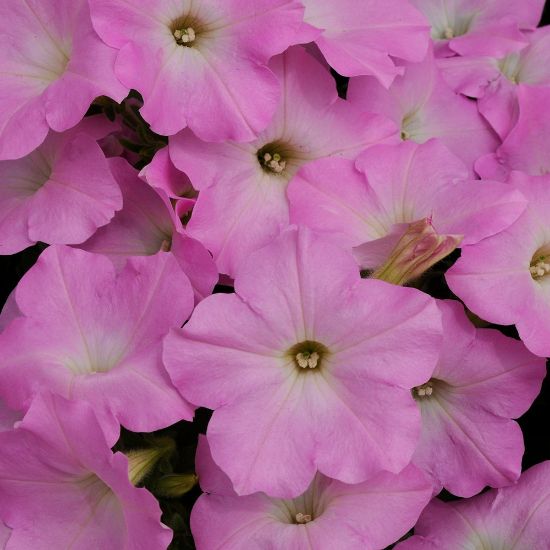 Picture of Easy Wave® Mystic Pink Petunia Plant
